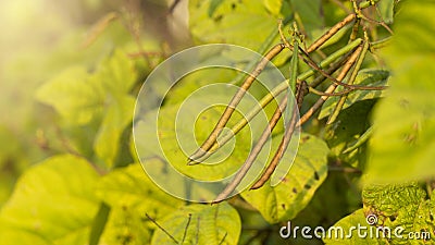 Green bean plants, one of the plants with high vegetable protein content Stock Photo