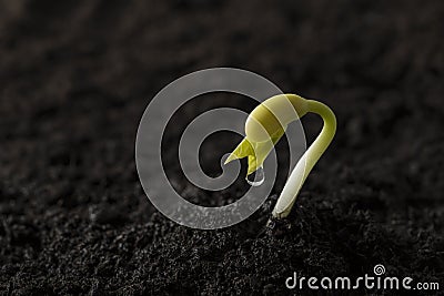 Green bean seed growing out from soil Stock Photo