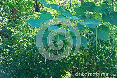 Green Bean Tree next to the Tinker Creek Greenway Stock Photo