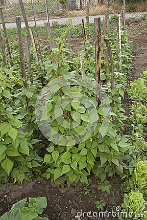 Green beans plant Stock Photo