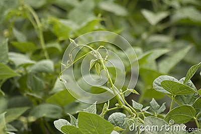 Green beans plant Stock Photo