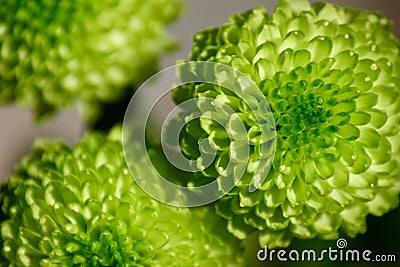 Green Beauties - A Floral showin Macro Stock Photo