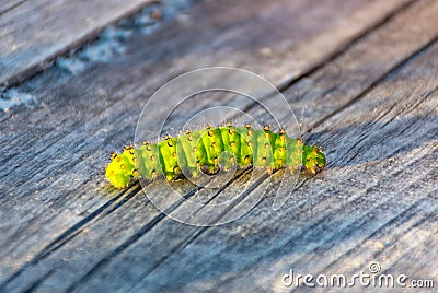 Green beautiful caterpillar Stock Photo