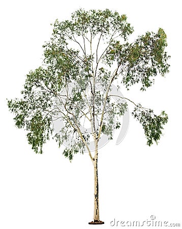 Tree on white background Stock Photo