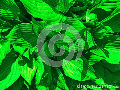 Green beautiful hosta. Garden plant. Background of hosta leaves. Beautiful flowers close up Stock Photo