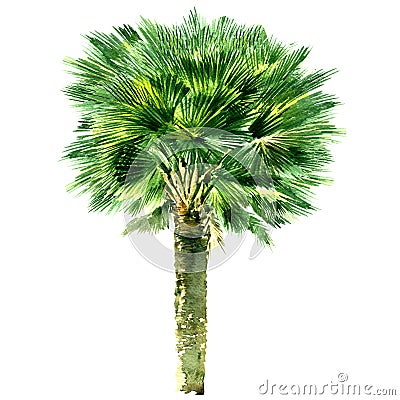 Green beautiful palm tree isolated on white background Stock Photo