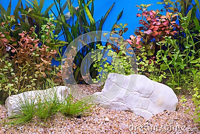 Green beautiful planted tropical freshwater aquarium. Stock Photo