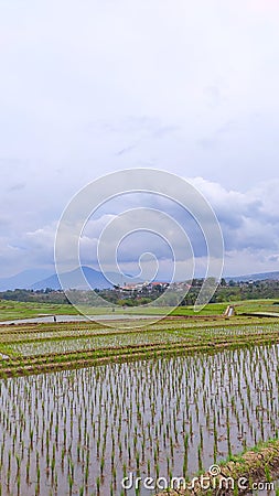 Expanse rice field at Cikancung area - stock photo Stock Photo