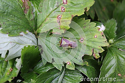 Green bedbug on leaf with natural background 20486 Stock Photo