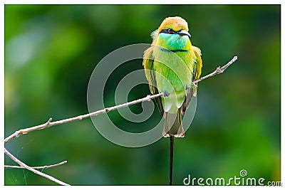 Green bee eater Stock Photo