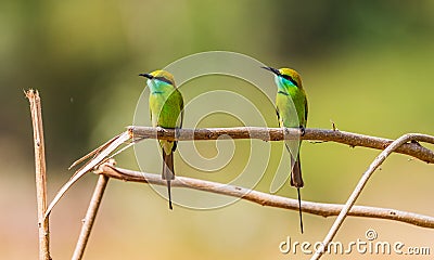 Green bee eater couple on branch Stock Photo