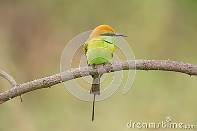 The green bee-eater Stock Photo