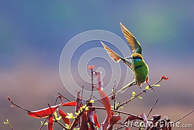 Green Bee-eater take off Stock Photo