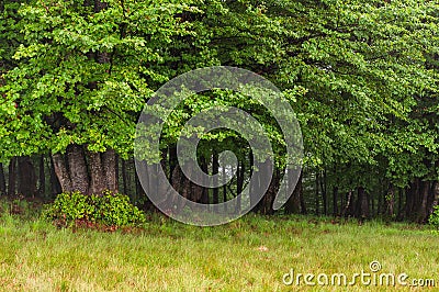 Green beech trees on the edge of the forest Stock Photo