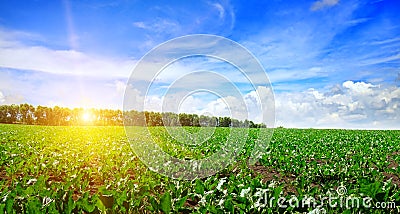 Green beet field and blue sky Stock Photo