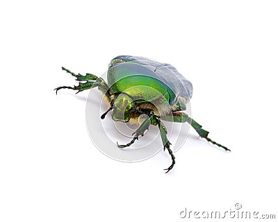 Green Beetle Stock Photo