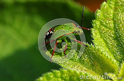 Green beetle Stock Photo