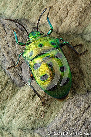 Green Beetle Stock Photo