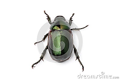 Green Beetle (Anomala albopilosa) Stock Photo
