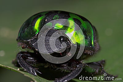 Green Beetle-Ecuador Stock Photo