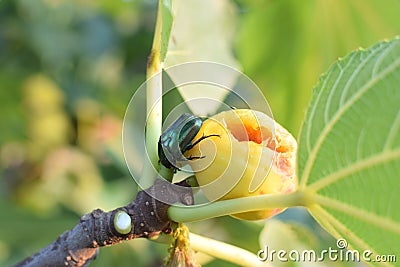 Green beetle feeding on fig fruit Stock Photo