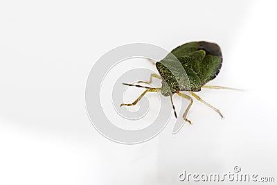 A green Beetle (Palomena Prasina) on white. Stock Photo