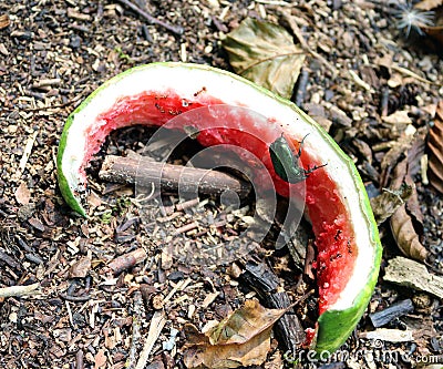 Green beetle on piece of watermelon, beetle drinks juice, Cetonia aurata close up, animal observations Stock Photo