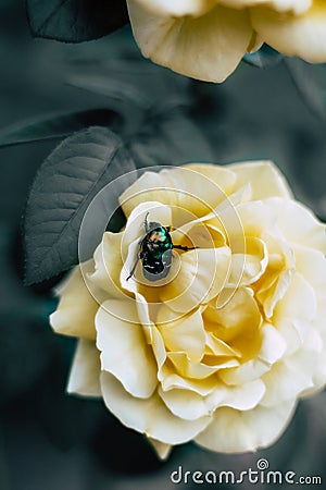 Green beetle sits on a yellow rose Stock Photo