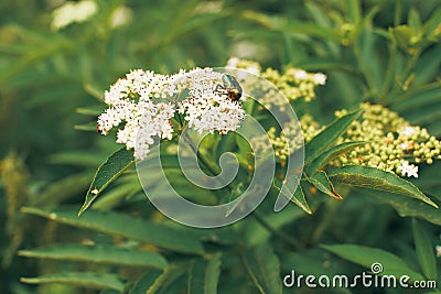 A green beetle on a white flower Stock Photo