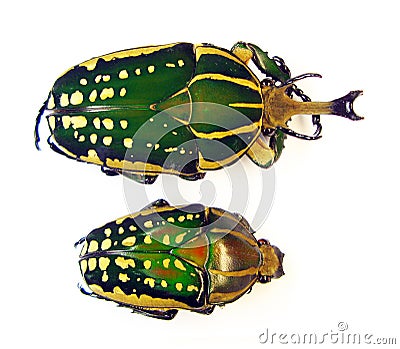 Green beetles isolated on white, Chelorrhyna polyphemus macro close up, collection beetles, cetoniidae Stock Photo