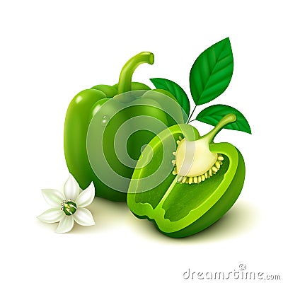 Green bell pepper (bulgarian pepper) on white background Vector Illustration