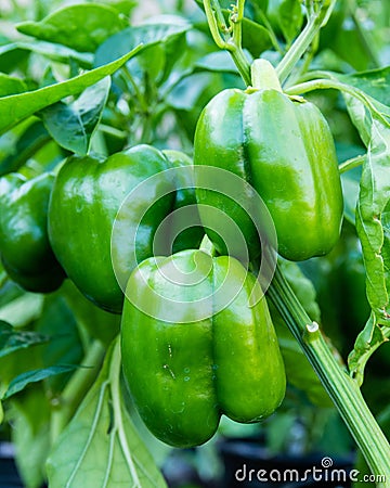 Green bell peppers growing in the garden Stock Photo