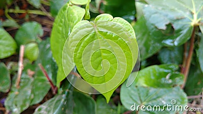 Bengal betel leaf or Piper Betel Stock Photo