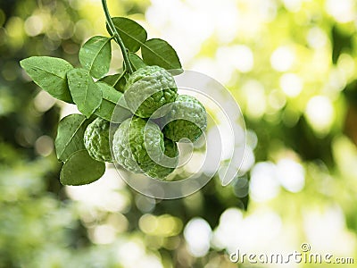 Green Bergamot fruit and leaf Stock Photo