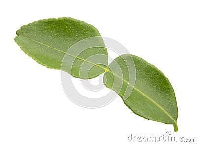 Green bergamot leaf isolated Stock Photo