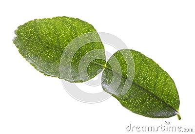 Green bergamot leaf isolated Stock Photo