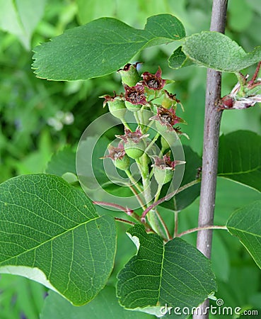 Green berry shadberry close up Stock Photo