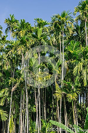 Green Betel palm tree on blue sky background Stock Photo