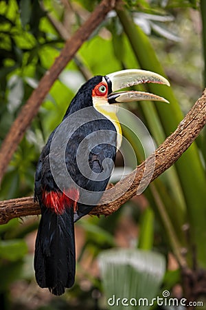 The green-billed toucan Ramphastos dicolorus,, is found in southern Brazil Stock Photo