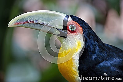 The green-billed toucan Ramphastos dicolorus,, is found in southern Brazil Stock Photo