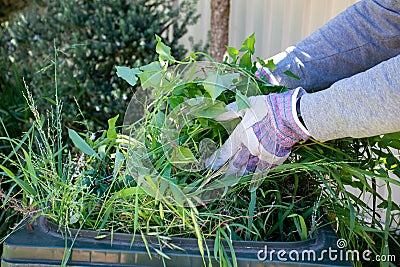 Green bin container filled with garden waste. Hands wearing gardening gloves doing spring clean up in the garden Stock Photo