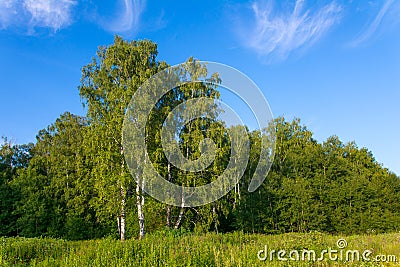 Green birch on forest edge Stock Photo