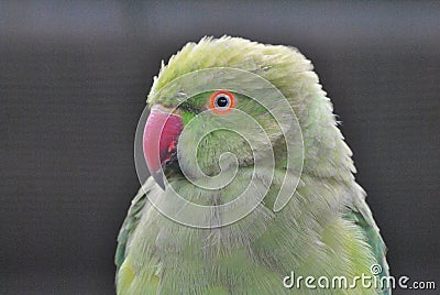 Green Bird eyes wildlife inteligencia Stock Photo