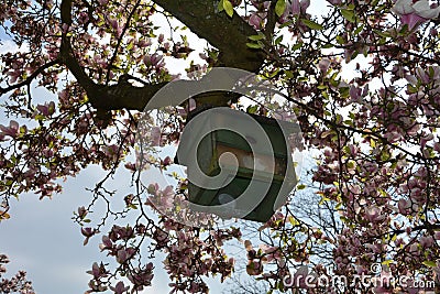 Green bird house hangs on the blossoming magnolia tree Stock Photo