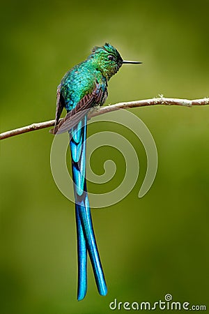 Green bird with long blue tail. Beautiful blue glossy hummingbird with long tail. Long-tailed Sylph, hummingbird with long blue ta Stock Photo