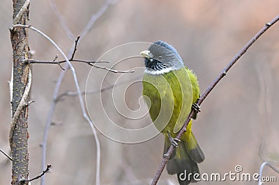 A green bird Stock Photo