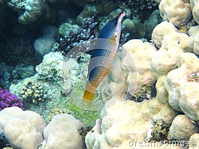 Green birdmouth wrasse Stock Photo