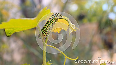 Catterpillar of Papilio machaon. Close up shot. Stock Photo