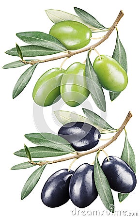 Green and black olives with leaves. Stock Photo