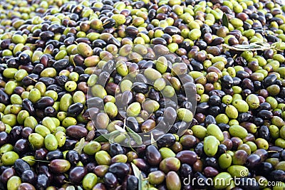 Green and black olives Stock Photo